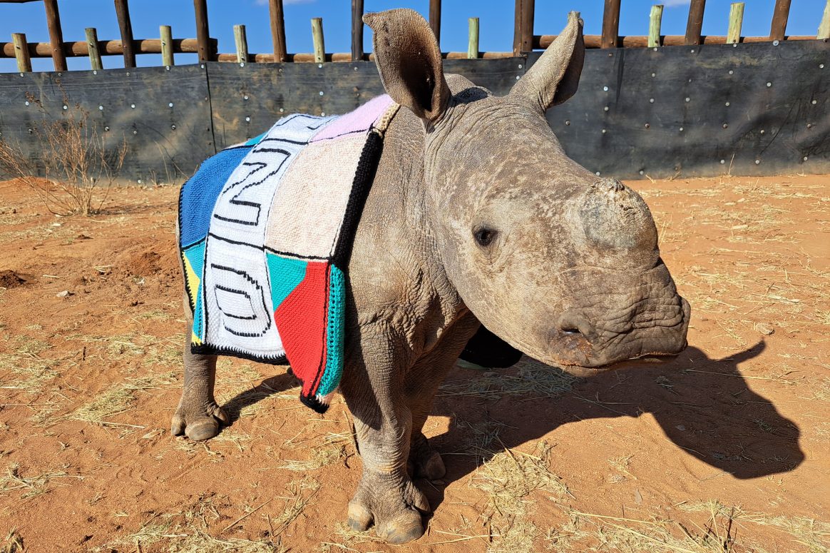 Lucy Electric South Africa: Protecting Endangered Rhinos