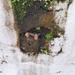 Jataí bee hive in wall cavity at industrial facility supporting urban biodiversity